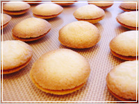 �����Z�X